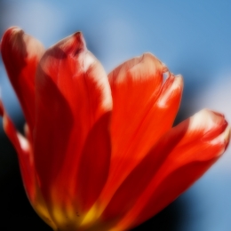 Tulip