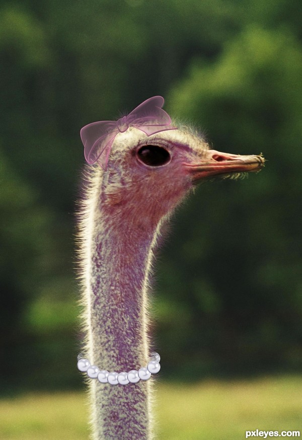 Mrs Ostrich