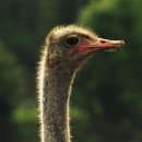 ostrich source image