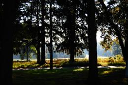 morning mist through the trees