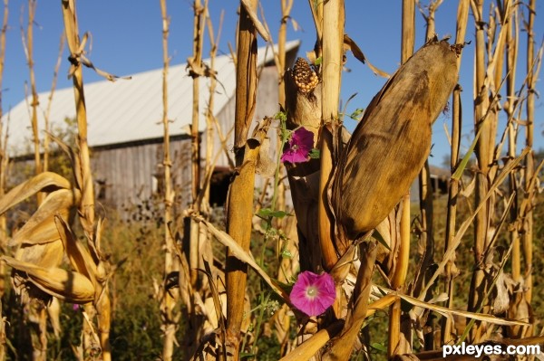 Enchanted Cornstalk