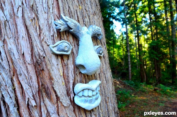 Face in the Forest 