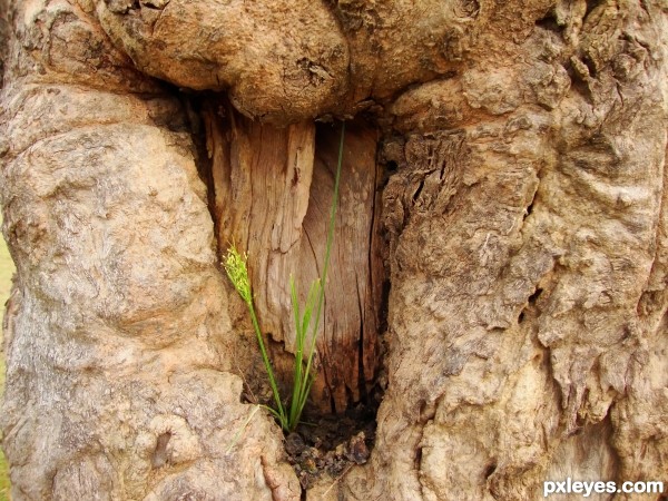 Grass on Tree-Bark