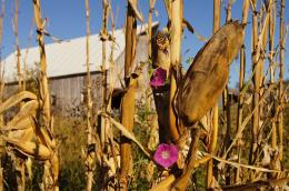 Enchanted Cornstalk