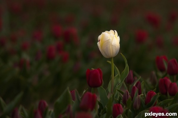 White Tulip