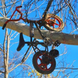 Up a Tree with a Pedal