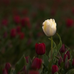 White Tulip