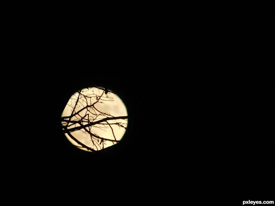 Moon behind the Trees