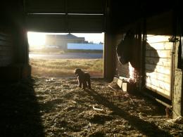 Barn Dog Picture