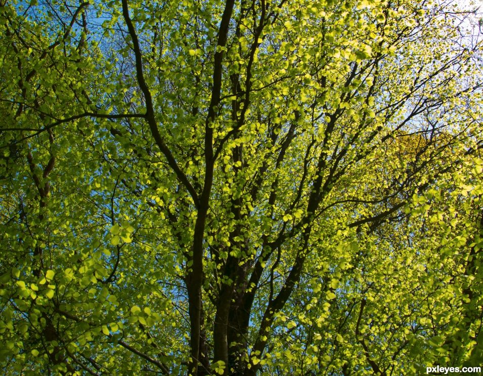 Trees of green