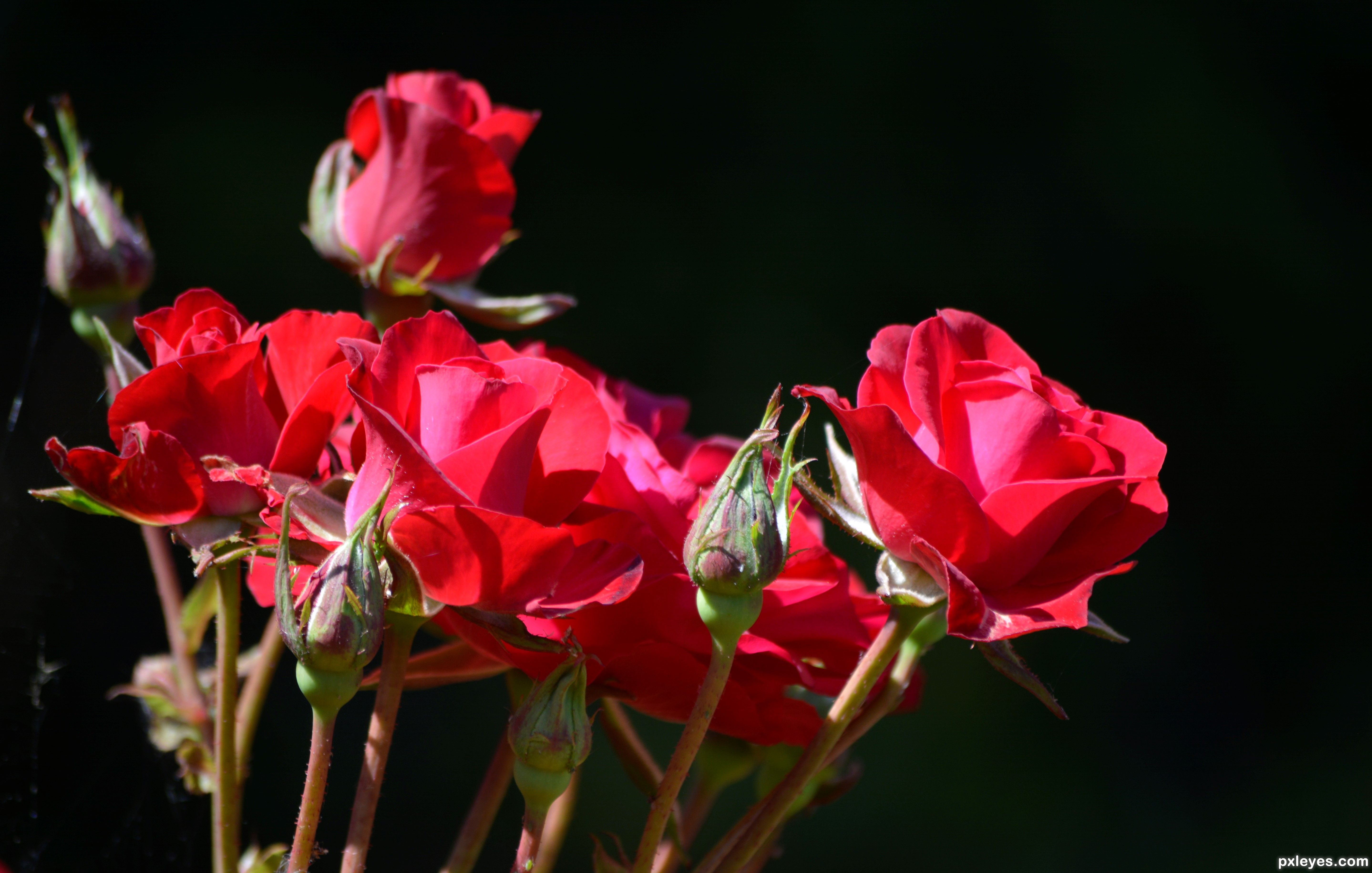 Sprog midnat Patriotisk Red Roses Too picture, by photonut for: over the rainbow photography  contest - Pxleyes.com