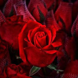 RedRosestoo