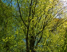 Trees of green
