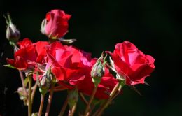 Red Roses Too