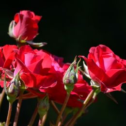 RedRosesToo