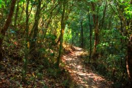 I see trees of green