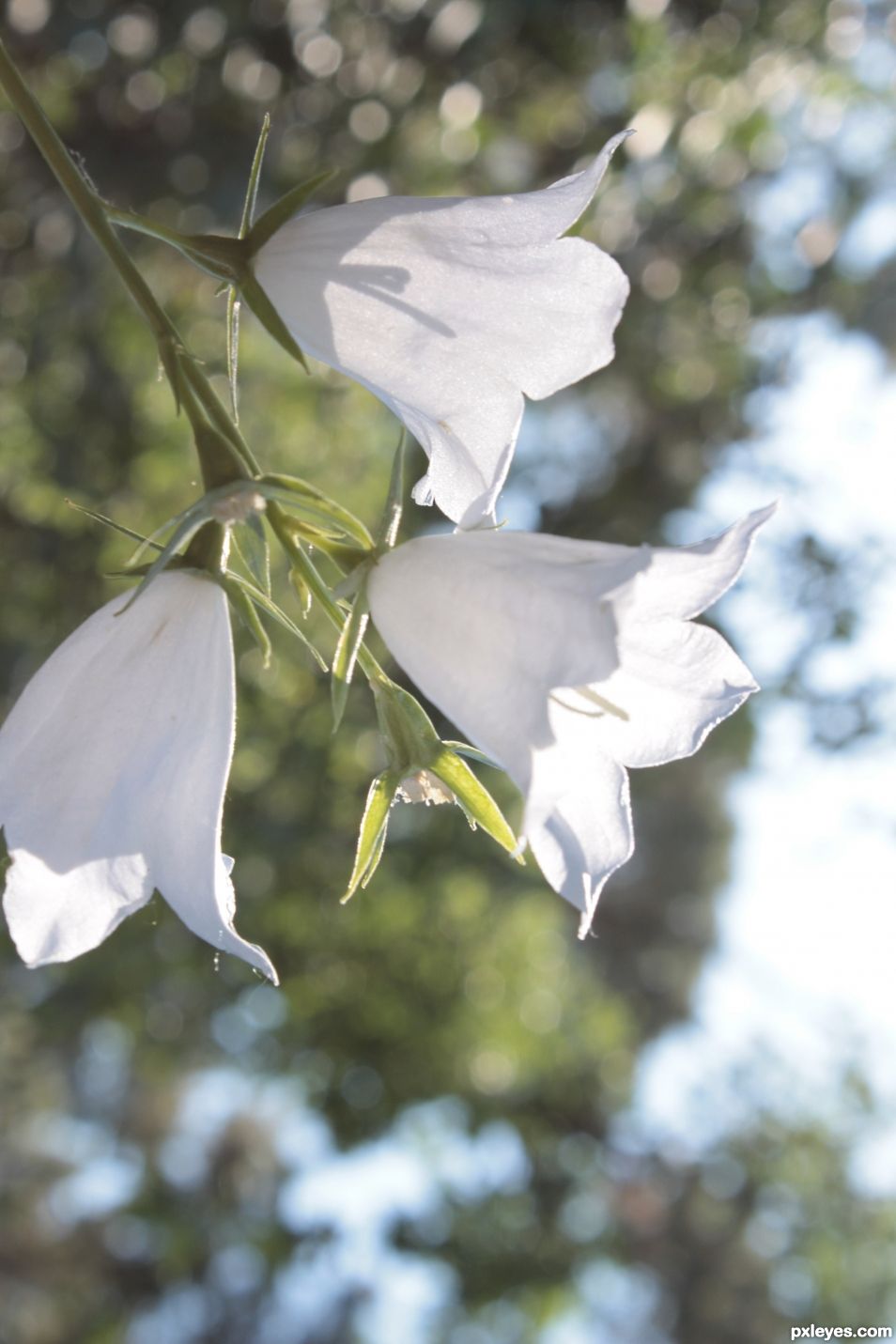 White bells