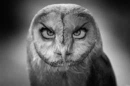 ClassicOwl