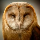owl face source image