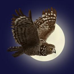 Fly by Night Picture