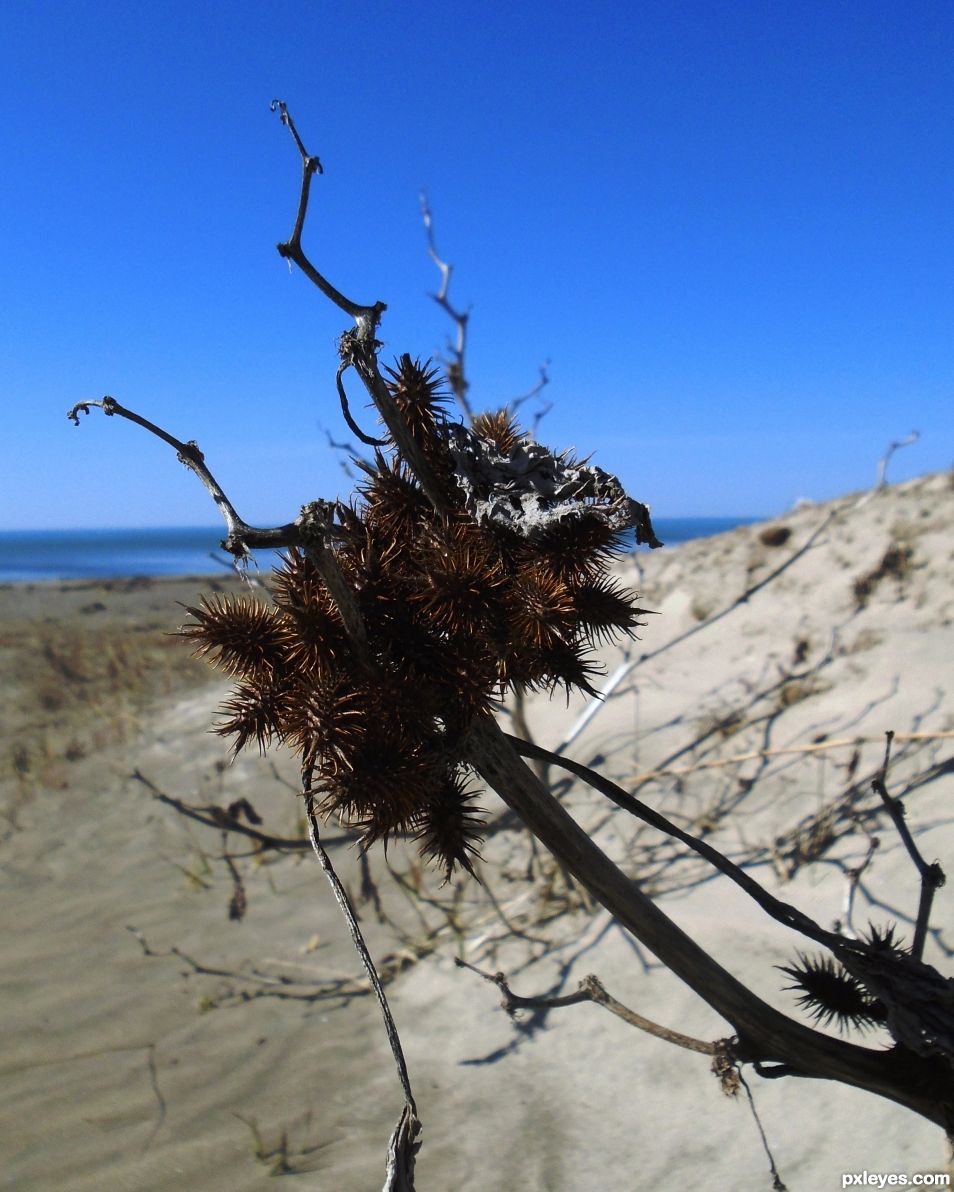 Prickly Plant