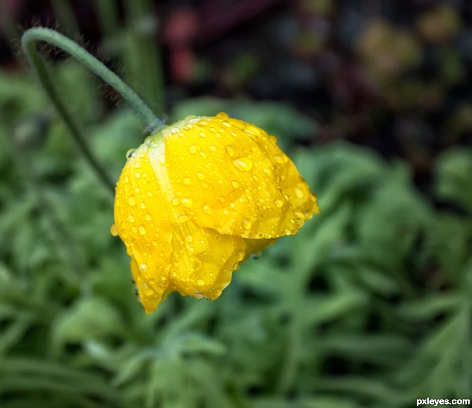 Poppy, wet and cold.