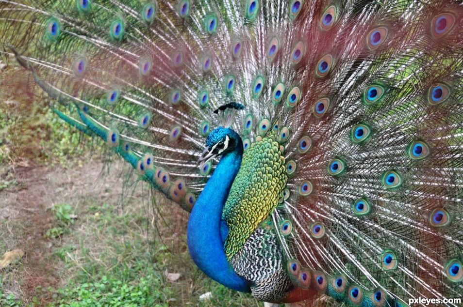 Peacock,the Queen of Birds