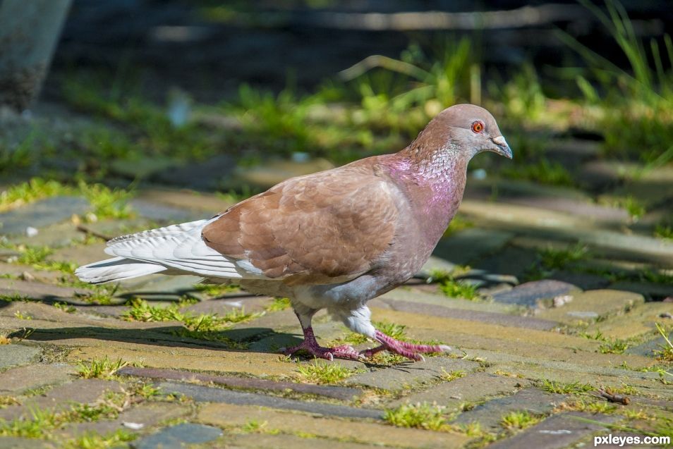 Pigeon