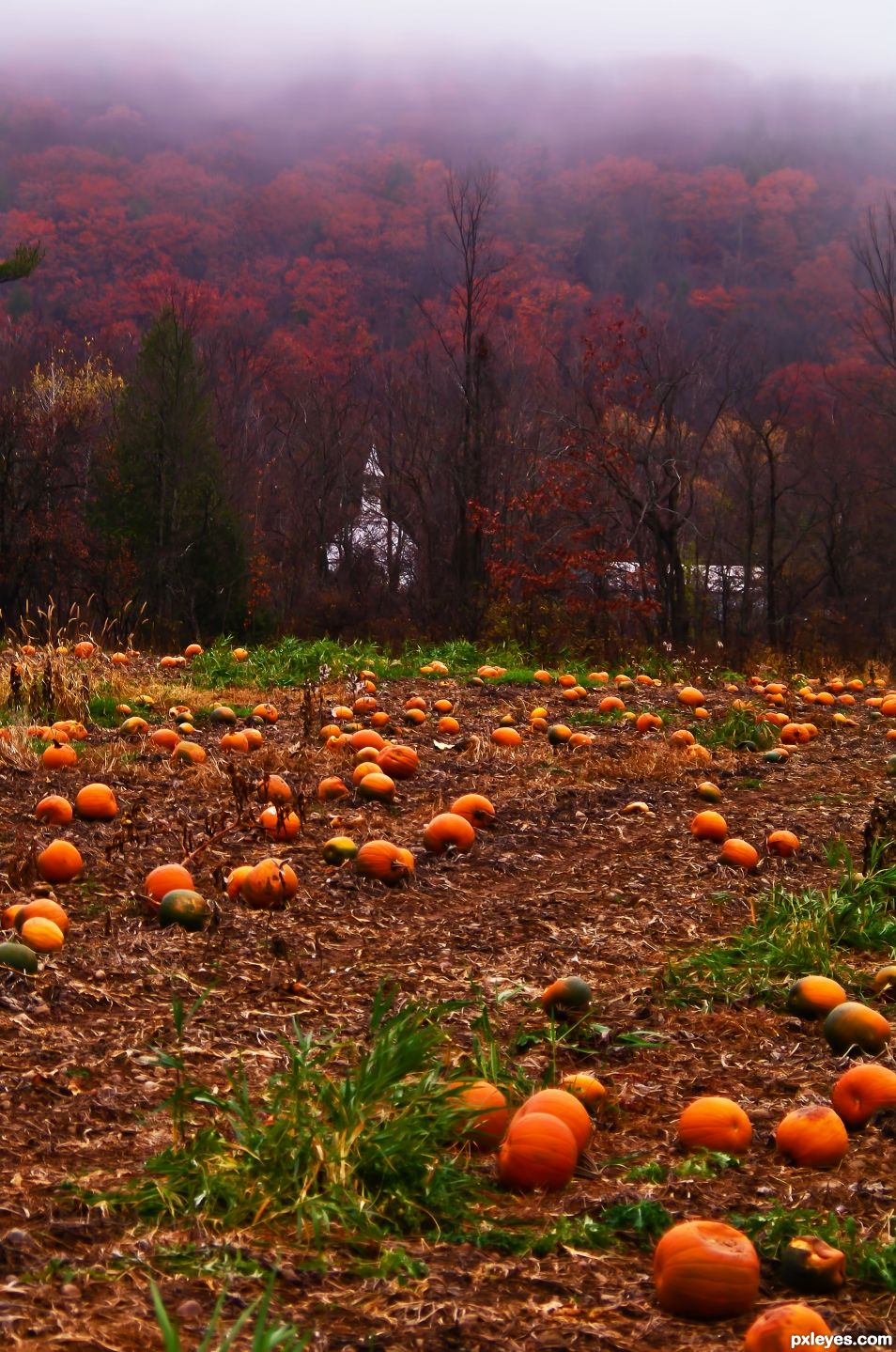 Pumpkins