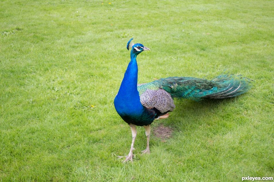 Peacock