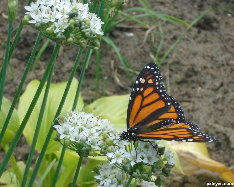 Patterned Wings