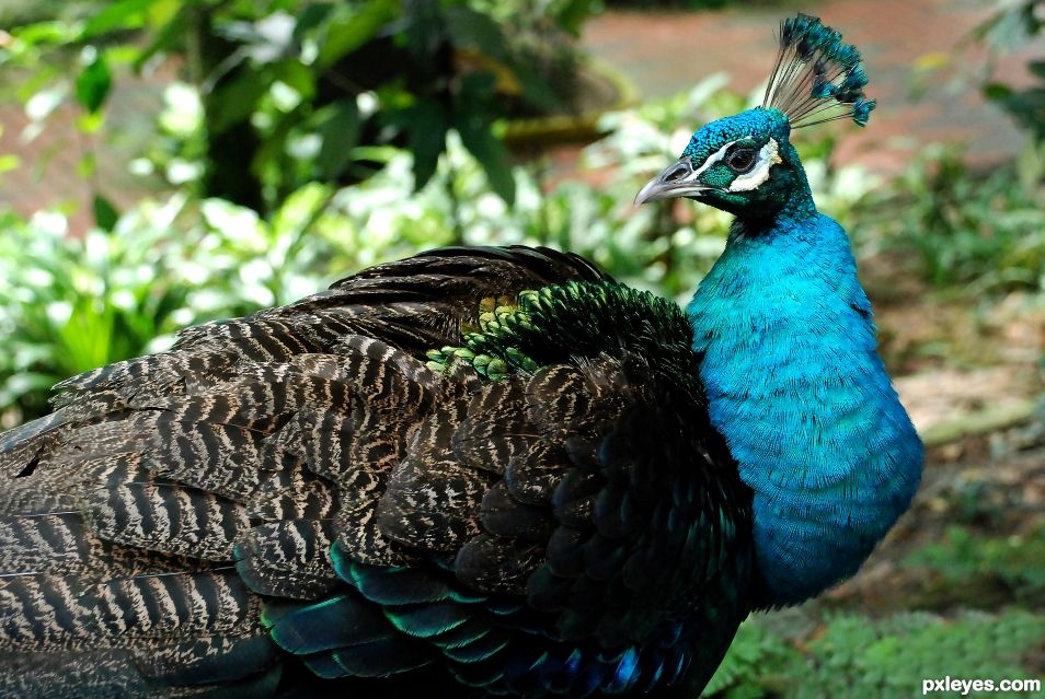 peacock 孔雀