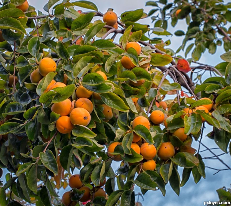 Persimmon tree 