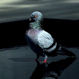 Pigeon