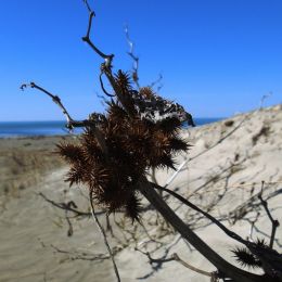 PricklyPlant