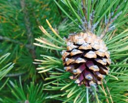 Pine Cone