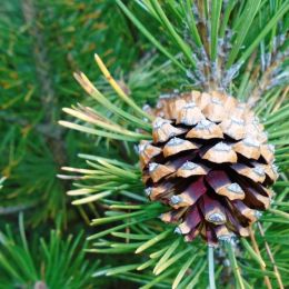 PineCone