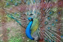 Peacock,the Queen of Birds