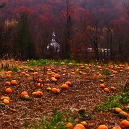 Pumpkins