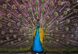 Peacock Picture