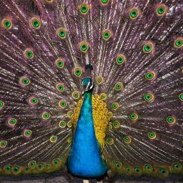 Peacock Picture