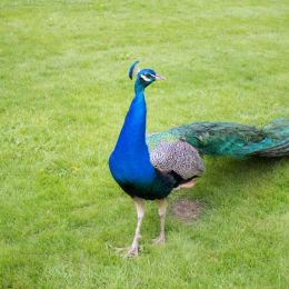 Peacock Picture