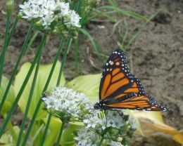 Patterned Wings