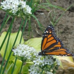 PatternedWings