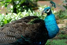 peacock 孔雀