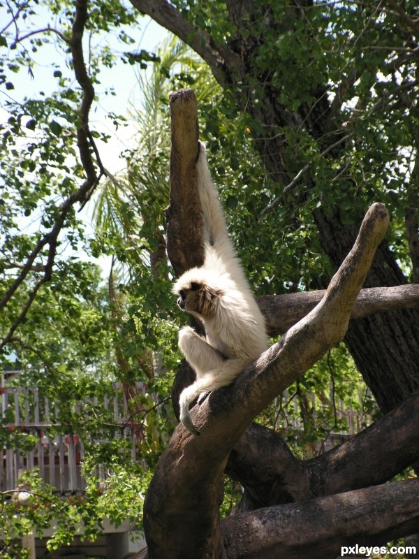 Creation of Gimme a Gibbon then Draw: Step 2