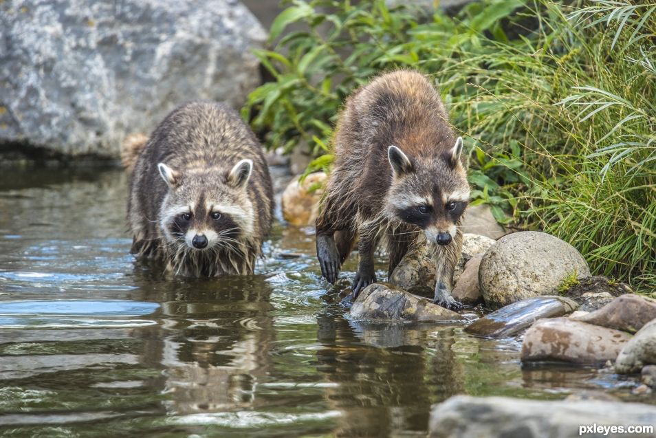 Two raccoons