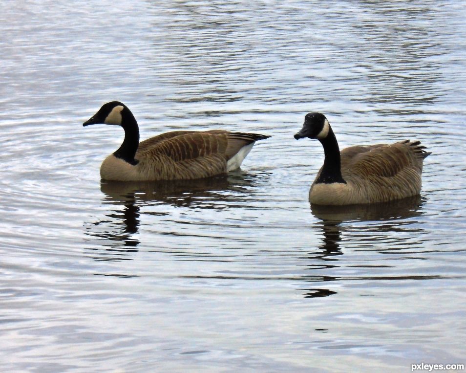 Geese