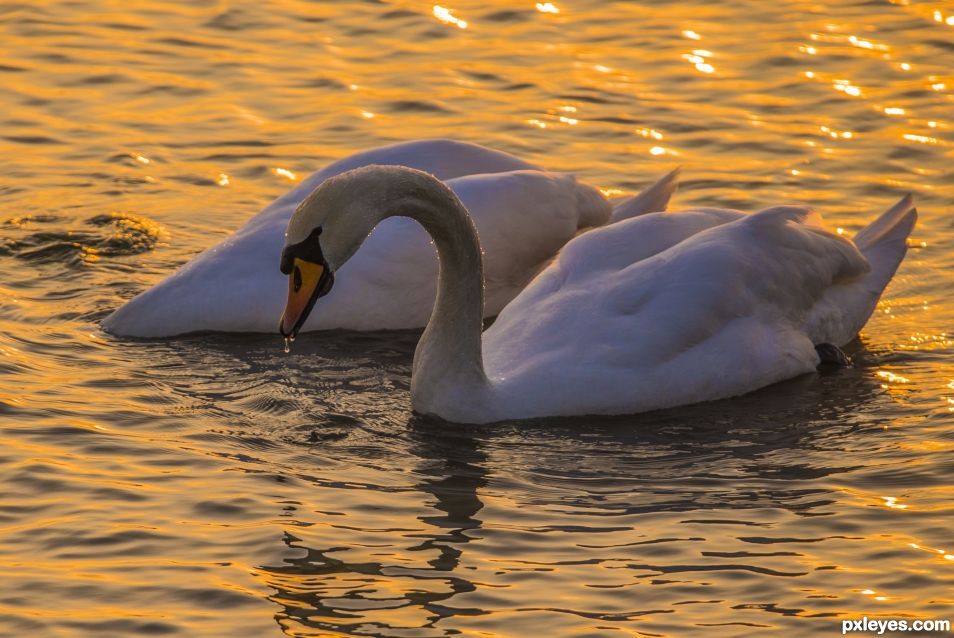 Swans