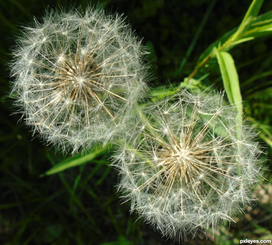 Dandelions